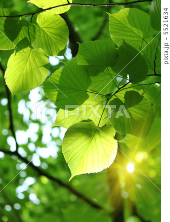 fresh spring foliage fresh spring foliage 5521634