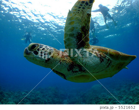 アオウミガメ　カメ　海がめ　沖縄　ケラマ諸島　慶良間諸島 5521652