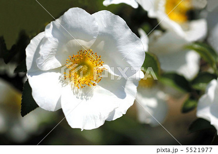 原種のバラ 原種のバラ 5521977