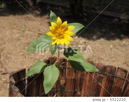 ミニヒマワリ 5522220