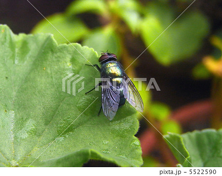 キンバエ 5522590