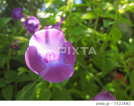 ツルトレニア 5522682