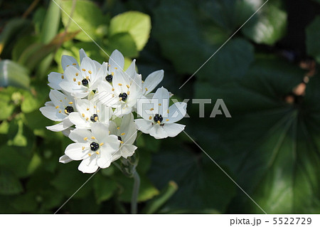 オーニソガラム・アラビカム オーニソガラム・アラビカム 5522729