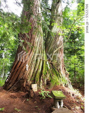 戸隠神社・火之御子社の二本杉 戸隠神社・火之御子社の二本杉 5522766