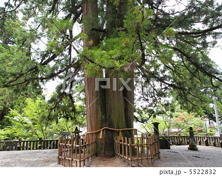 戸隠神社・中社の三本杉 5522832