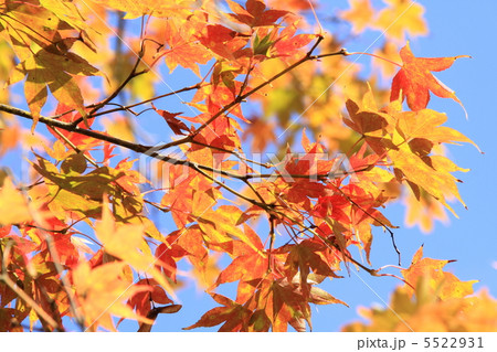 Colored leaves on Blue 5522931