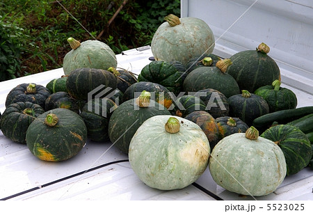 カボチャの収穫　各種のカボチャ 5523025