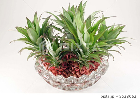 ハナパイン 5523062