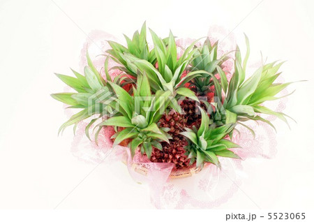 ハナパイン 5523065