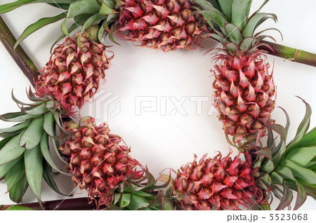 ハナパインのフレーム 5523068