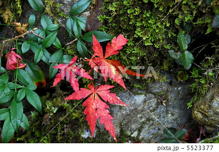 京都山科聖天(双林院)の小さな秋 京都山科聖天(双林院)の小さな秋 5523377