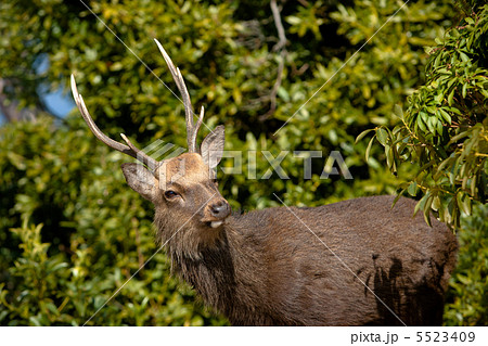 弥山山頂に現れた野生の牡鹿 5523409