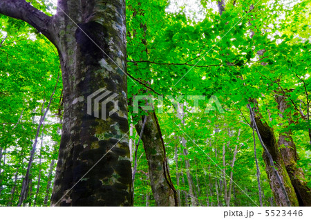 岳岱のブナ原生林, 白神山地, 秋田県 岳岱のブナ原生林, 白神山地, 秋田県 5523446