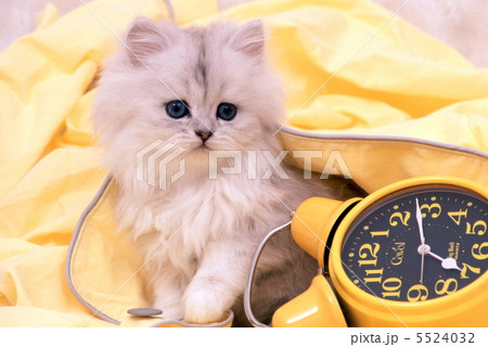 ペルシャの仔猫 5524032