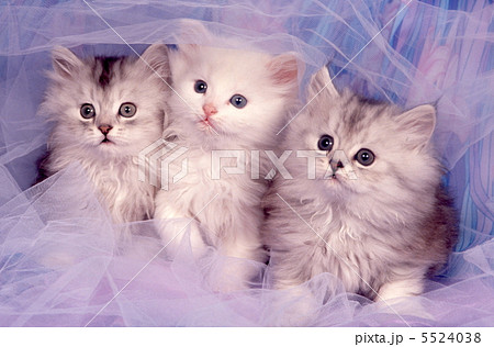 三匹の仲良し仔猫 5524038