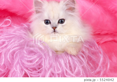 ペルシャの仔猫 5524042
