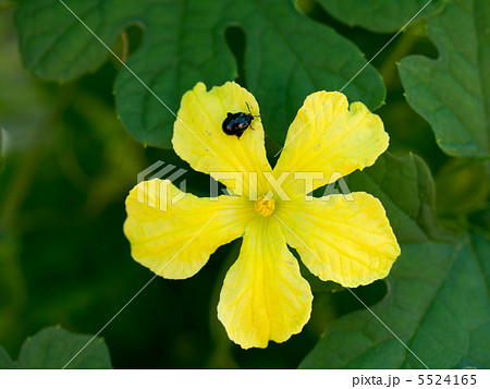 黄色い花と虫の写真素材