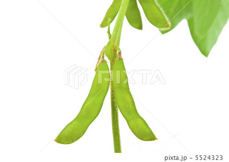 Green soybean pods isolated Green soybean pods isolated 5524323