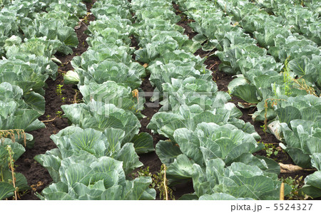 cabbage cabbage 5524327