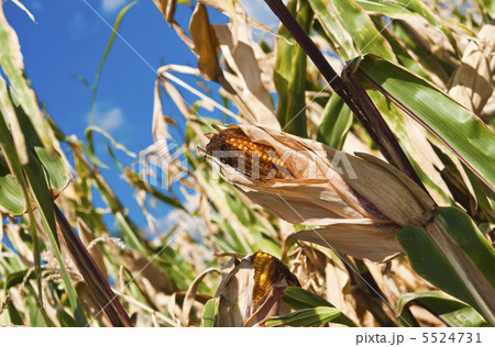 Yellow corn on a field 5524731