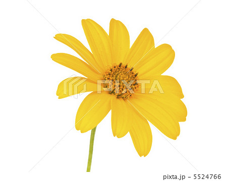 yellow flower isolated yellow flower isolated 5524766