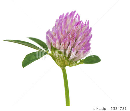 clover isolated 5524781