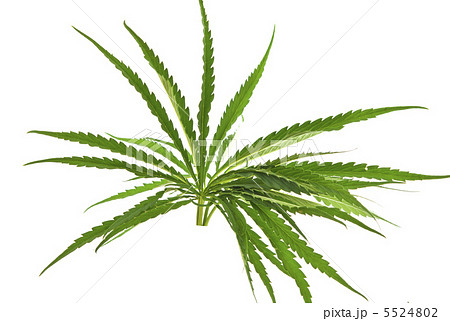 cannabis isolated cannabis isolated 5524802