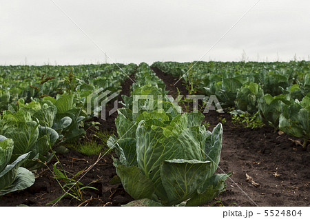 green cabbage field green cabbage field 5524804