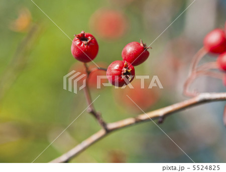 Hawthorn Hawthorn 5524825
