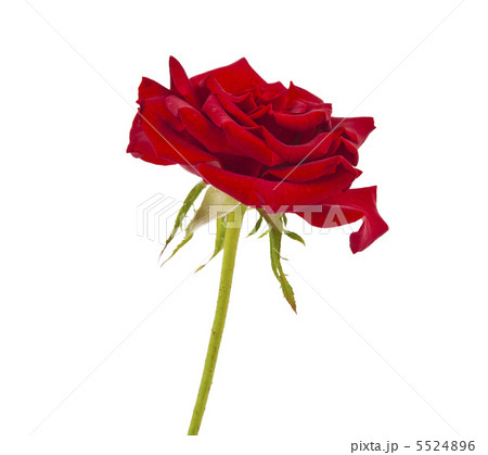 dark red rose isolated dark red rose isolated 5524896