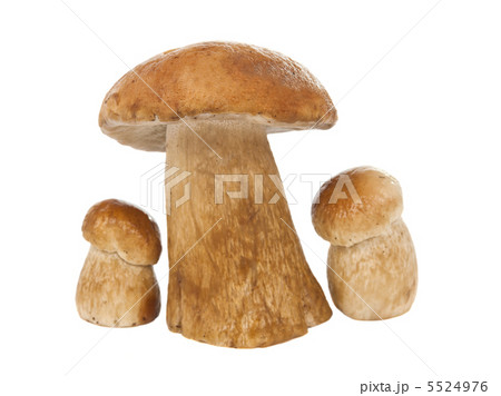 ceps isolated 5524976