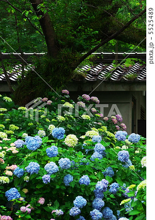紫陽花 5525489