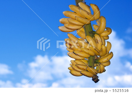 青空と島バナナ（コピースペース） 5525516