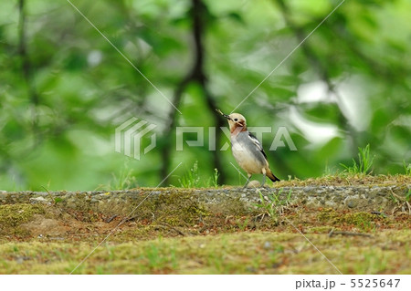 コムクドリ コムクドリ 5525647