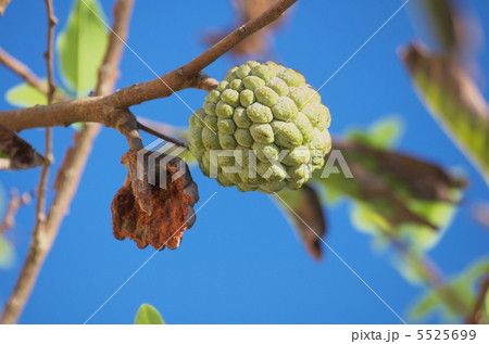 アテモヤⅠ 5525699