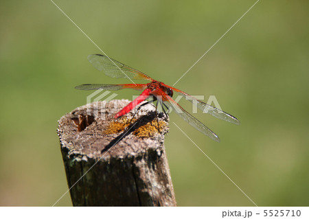 あかとんぼ 5525710