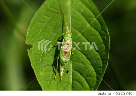 アオマツムシ アオマツムシ 5525740