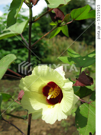 白ワタの花 5525915