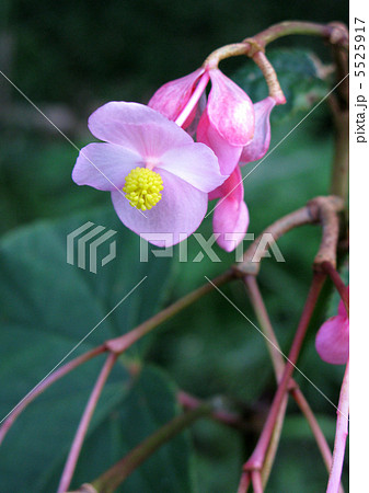 シュウカイドウの花 シュウカイドウの花 5525917
