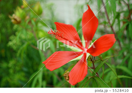 紅葉葵(もみじあおい) 花言葉:温和 Hibiscus coccineus 紅葉葵(もみじあおい) 花言葉:温和 Hibiscus coccineus 5528410