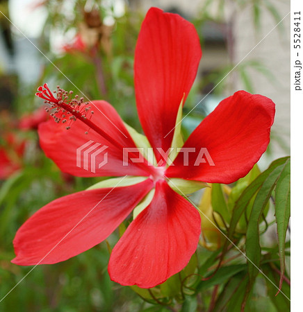 紅葉葵 もみじあおい 花言葉 温和 Hibiscus Coccineusの写真素材