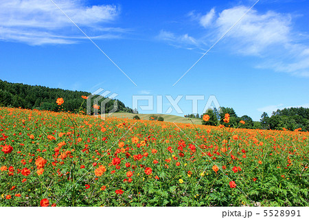 太陽の丘えんがる公園コスモス園 5528991