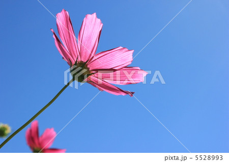 コスモスの花びら コスモスの花びら 5528993