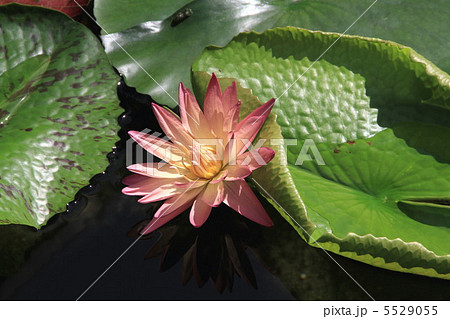 熱帯睡蓮の花 熱帯睡蓮の花 5529055