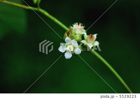 フユイチゴ 5529223