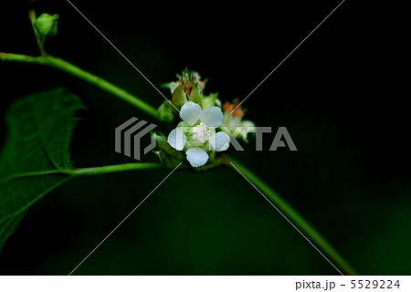 フユイチゴ 5529224