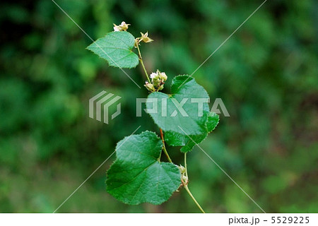 フユイチゴ 5529225