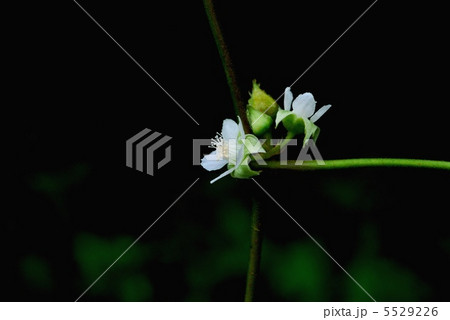 フユイチゴ 5529226