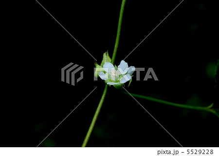 フユイチゴ 5529228