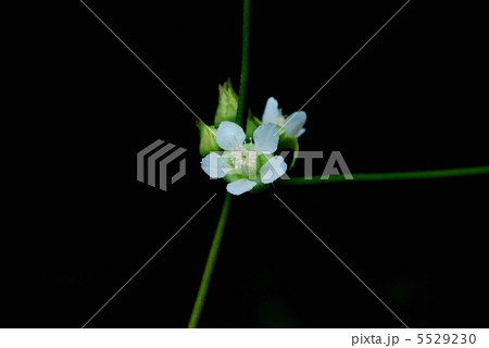 フユイチゴ 5529230